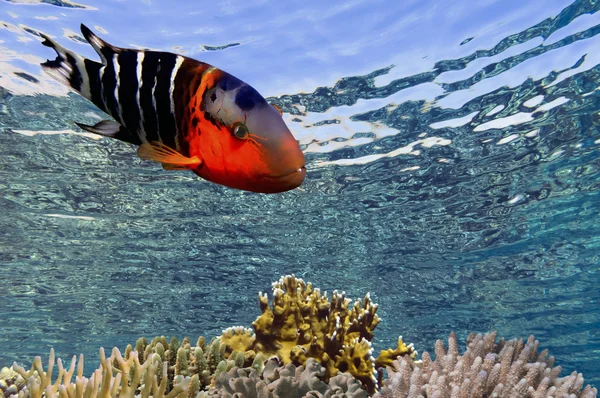 Poissons tropicaux et coraux durs en Mer Rouge, Egypte — Photo