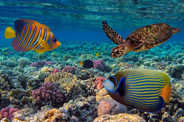 Récif corallien coloré avec de nombreux poissons et tortues de mer. Mer Rouge, par exemple — Photo