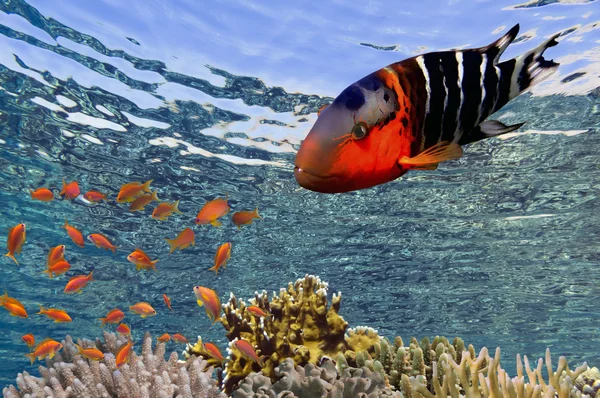 Tropiska fiskar och koraller i Röda havet, Egypten — Stockfoto