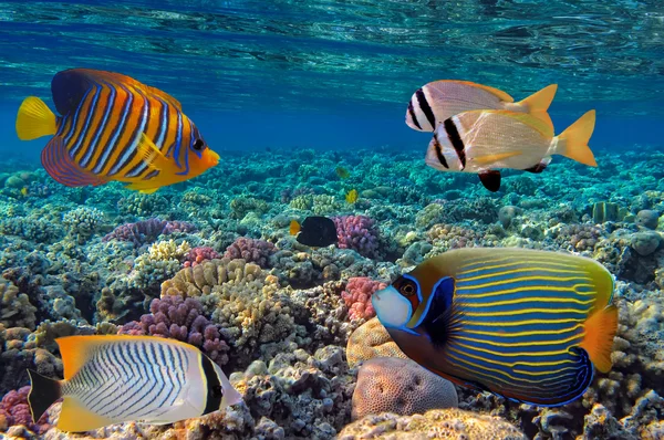 Récif corallien et poissons tropicaux en mer Rouge, Égypte — Photo