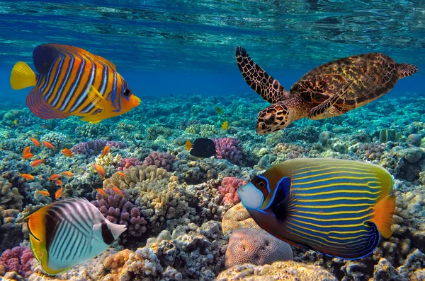 Красочный коралловый риф с множеством рыб и морских черепах. Красное море, например — стоковое фото