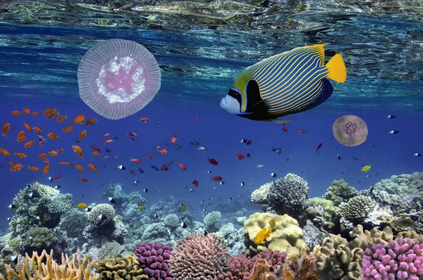 Tropikalne ryby i korale twarde w Morzu Czerwonym, Egipt — Zdjęcie stockowe