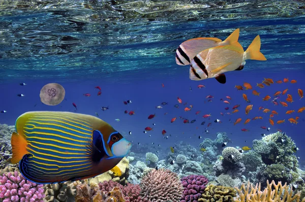 Peces tropicales y corales duros en el Mar Rojo, Egipto — Foto de Stock