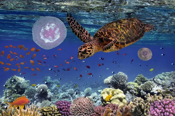 Barevný korálový útes s množstvím ryb a mořských želv. Rudé moře, např. — Stock fotografie