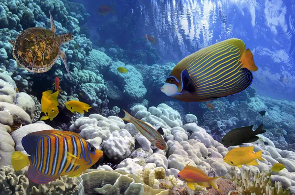 Korálový útes a tropické ryby iin Rudého moře, Egypt — Stock fotografie