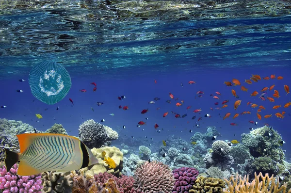 Peixes tropicais e corais duros no Mar Vermelho — Fotografia de Stock