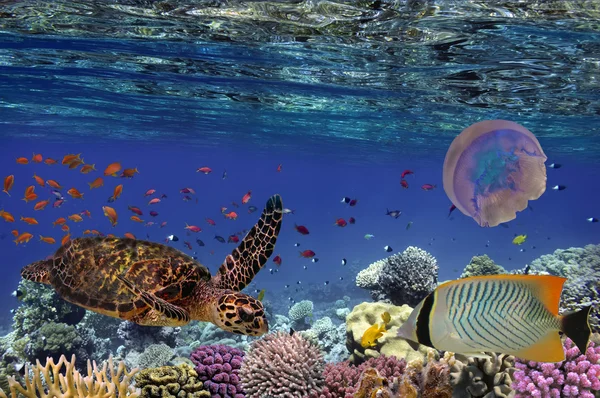 Recife de coral colorido com muitos peixes e tartaruga marinha. Mar Vermelho, Eg. — Fotografia de Stock