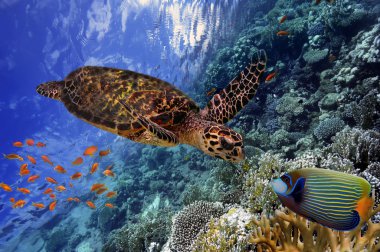 colorful coral reef with many fishes and sea turtle clipart