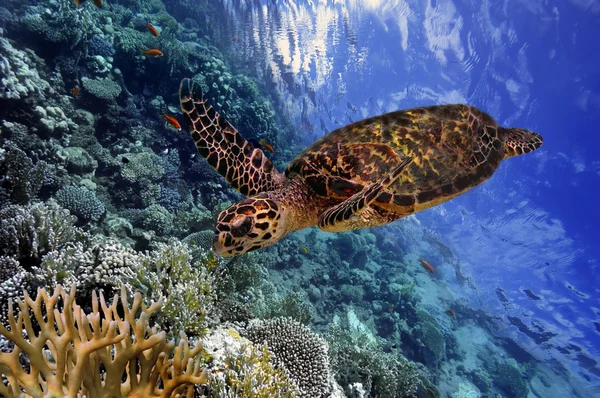 Colorido arrecife de coral con muchos peces y tortuga marina — Foto de Stock