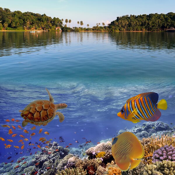 Wonderful and beautiful underwater world with corals and tropica