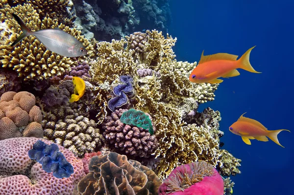 Tropische vissen en harde koralen in de rode zee, Egypte — Stockfoto