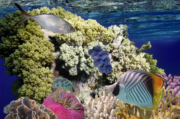 Wonderful and beautiful underwater world with corals and tropica — Stock Photo, Image