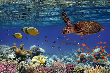 Tropikal balık ve mercan kayalığı iin Red Sea, Mısır  