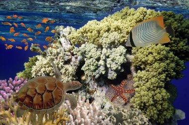 Colorful coral reef with many fishes and sea turtle. Red Sea, Eg clipart