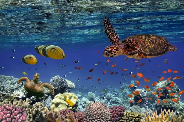 Arrecife de coral y peces tropicales en el Mar Rojo, Egipto —  Fotos de Stock