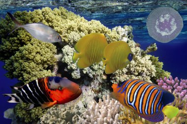 Harika ve güzel sualtı dünya mercan ve tropica