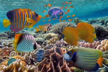Coral Reef and Tropical Fish iin the Red Sea, Egypt clipart