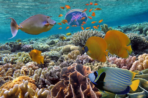 Arrecife de coral y peces tropicales en el Mar Rojo, Egipto —  Fotos de Stock