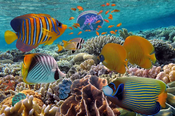 Arrecife de coral y peces tropicales en el Mar Rojo, Egipto — Foto de Stock