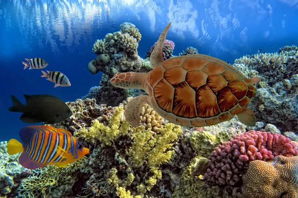 Tartaruga marinha verde Chelonia — Fotografia de Stock