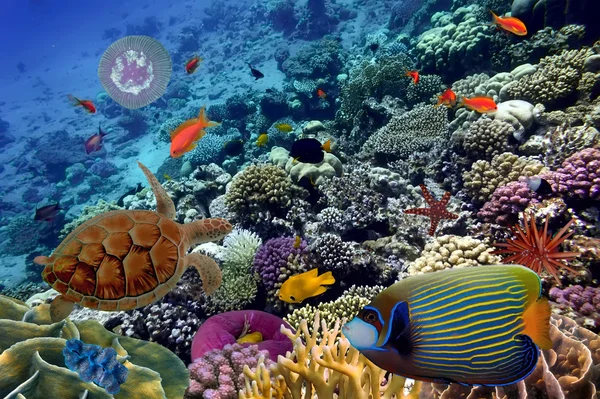 Recife de coral colorido com muitos peixes e tartaruga marinha — Fotografia de Stock