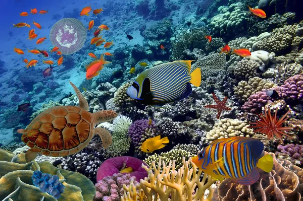 Recife de coral colorido com muitos peixes e tartaruga marinha — Fotografia de Stock