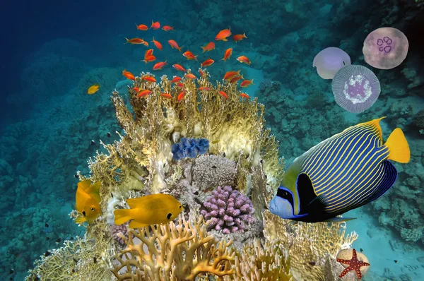 Cena subaquática, mostrando diferentes peixes coloridos nadando — Fotografia de Stock