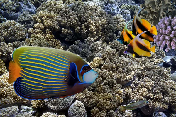 Peixes tropicais e corais duros no Mar Vermelho, Egito — Fotografia de Stock