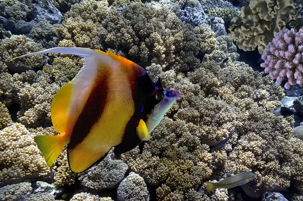 Peixes tropicais e corais duros no Mar Vermelho, Egito — Fotografia de Stock