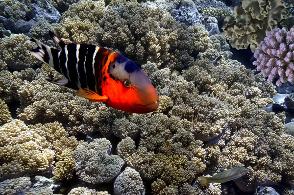 Peixes tropicais e corais duros no Mar Vermelho, Egito — Fotografia de Stock