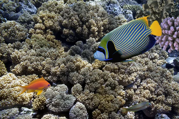 Tropical fish and Hard corals in the Red Sea, Egypt — Stock Photo, Image