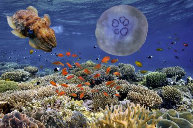 tropikal balık ve sert mercan red Sea, Mısır