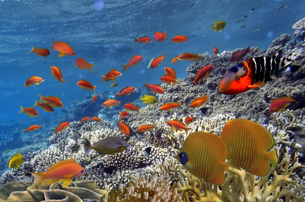 Arrecife de Coral y Peces Tropicales en el Mar Rojo — Foto de Stock