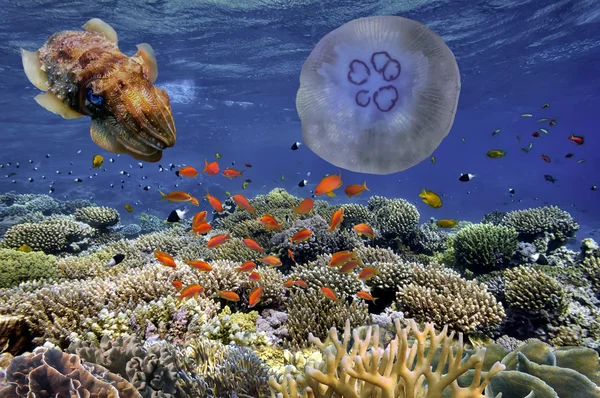 Tropiska fiskar och koraller i Röda havet, Egypten — Stockfoto