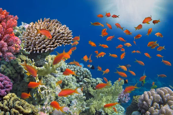 Peixes tropicais no recife de coral — Fotografia de Stock