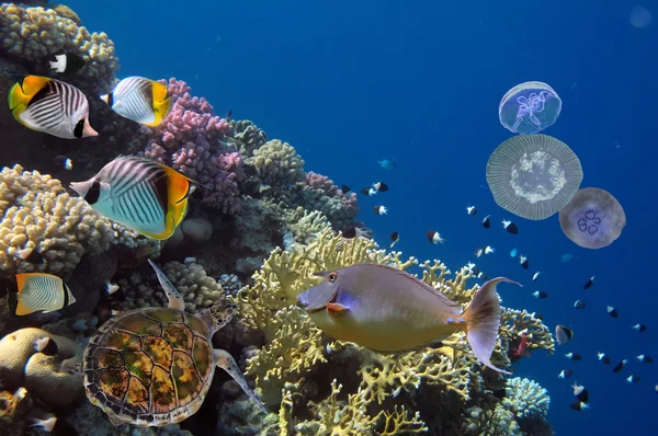 Kleurrijk koraalrif met veel vissen en zeeschildpadden. Rode Zee — Stockfoto