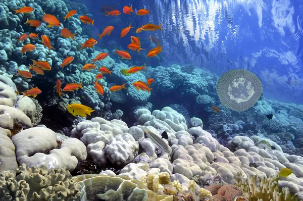 Pesci tropicali e coralli duri nel Mar Rosso, Egitto — Foto Stock