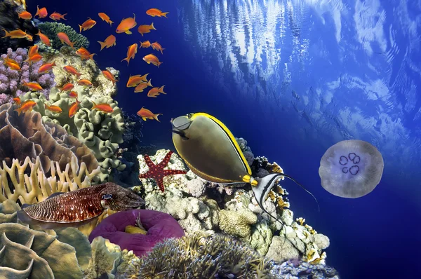 Arrecife de Coral y Peces Tropicales a la Luz del Sol — Foto de Stock