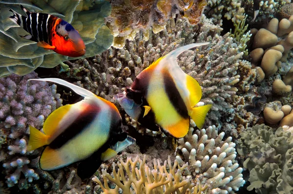 Pesci tropicali e coralli duri nel Mar Rosso — Foto Stock