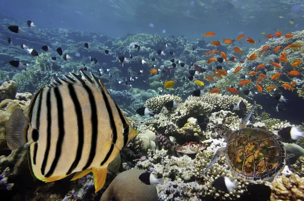 Tropische vissen op koraal rif in de rode zee — Stockfoto
