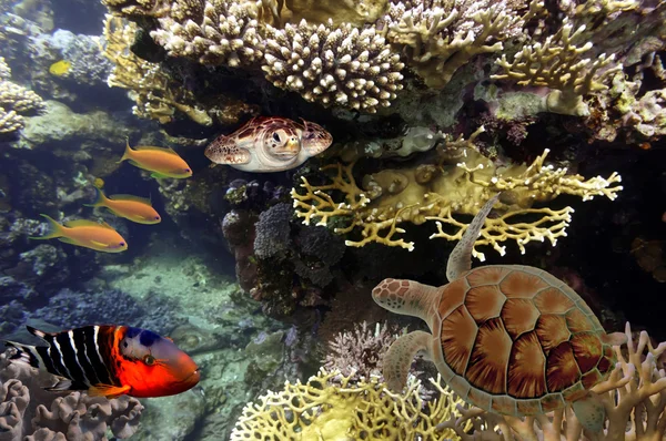 Schildkröte - eretmochelys imbricata schwimmt unter Wasser. Rotes Meer, egy — Stockfoto