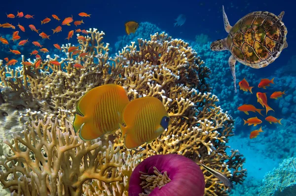 Colorido arrecife de coral con muchos peces y tortuga marina — Foto de Stock