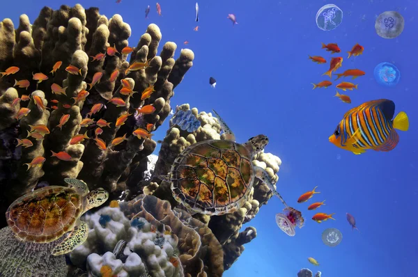 Tropikal balık ve mercan kayalığı iin Red Sea, Mısır — Stok fotoğraf