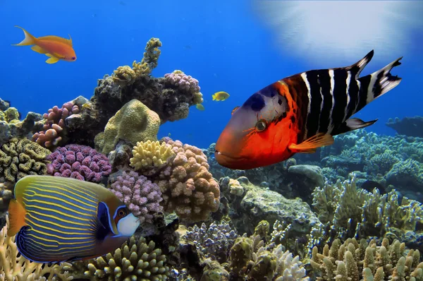 Υπέροχο υποθαλάσσιο κόσμο με κοράλλια και tropica — Φωτογραφία Αρχείου