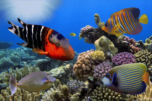 Merveilleux et beau monde sous-marin avec coraux et tropica — Photo