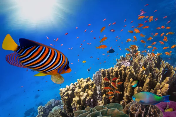 Arrecife de Coral y Peces Tropicales a la Luz del Sol — Foto de Stock