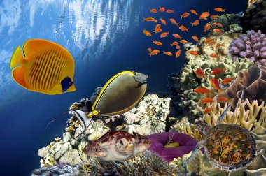 Red Sea'deki/daki güzel mercan Bahçe