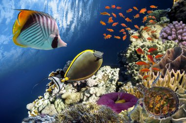 Red Sea'deki/daki güzel mercan Bahçe
