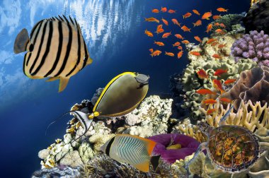 Red Sea'deki/daki güzel mercan Bahçe