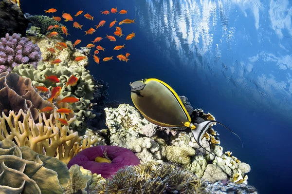 Hermoso jardín de coral en el Mar Rojo — Foto de Stock